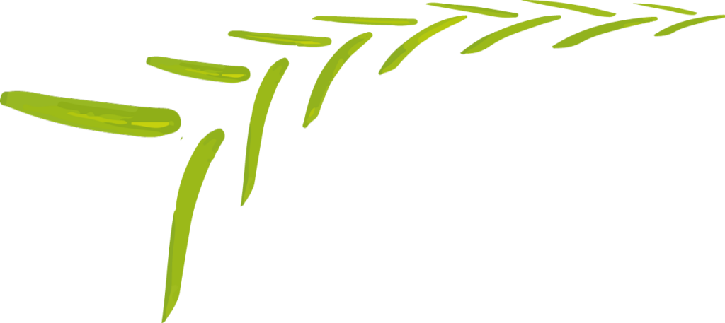 fond-vert1
